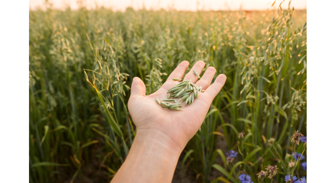 Kiedy siać owies? – kluczowy termin siewu a plonowanie